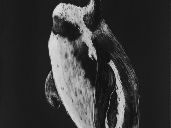 Pinguin - Bild des Monats September 2015