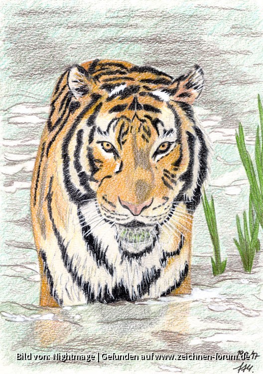 Tiger mit Polychromos Buntstiften gemalt