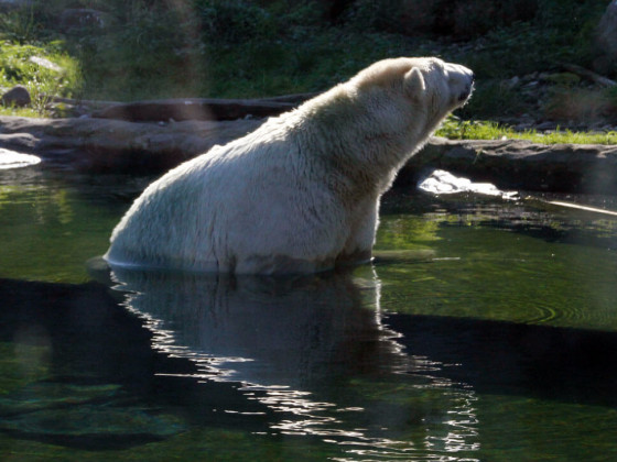 Fotovorlage zum Abzeichnen: Badender Eisbär