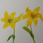 Zwei gelbe Lilien