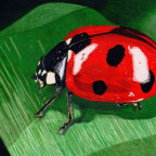 Marienkäfer Makro mit Prismacolor