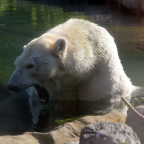 Fotovorlage zum Abzeichnen: Badender Eisbär