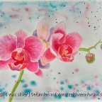 Orchideen Pink