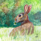 Kaninchen mümmelt Klee - Aquarell mit Inktense