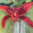 Rote Lillie in Pastell