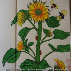 Sonnenblume - Garten-Sketch